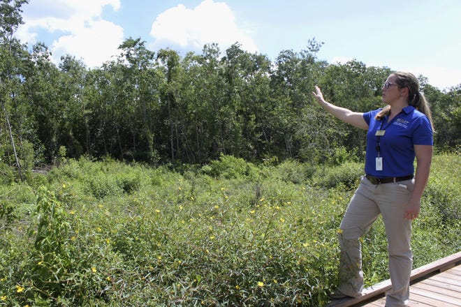 This Aug. 1, 2017 photo shows Llewellyn Everage, who directs interns and volunteers at the Audubon Louisiana Nature Center, gesturing towards an area of the nature center that had been cleared of tallow using heavy machinery, with tallows yet to be cleared in the background, at the center in New Orleans. The tallow is a highly invasive tree rapidly overtaking forests from Texas to Florida. The 86-acre site, with walking trails and boardwalks winding through a swampy forest, flooded in 2005 and became overrun with Chinese tallow in the years that followed. [ STACY PLAINSANCE / AP ]