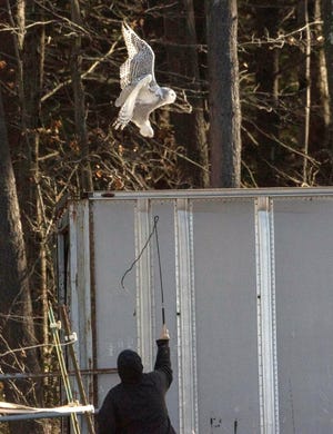 A submitted photograph appears to show an encounter with an owl and a homeowner in New Salem. [Submitted Photo]
