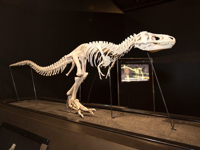 A mechanical Tyrannosaurus rex skeleton shows the dinosaur's movement at the new American Museum of Natural History Dinosaur Gallery at COSI.