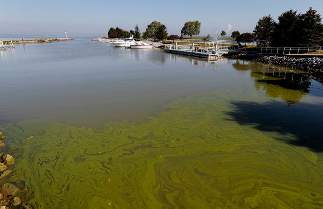 Algae floats in the water at the Maumee Bay State Park marina in Lake Erie in Oregon, Ohio, on Friday, Sept. 15, 2017. Pungent, ugly and often-toxic algae is spreading across U.S. waterways, even as the government spends vast sums of money to help farmers reduce fertilizer runoff that helps cause it. (AP Photo/Paul Sancya)