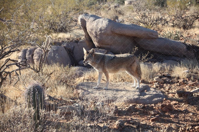A desert coyote is one of many animals on display at the Arizona-Sonora Desert Museum, Tucson, Arizona. [Steve Stephens]