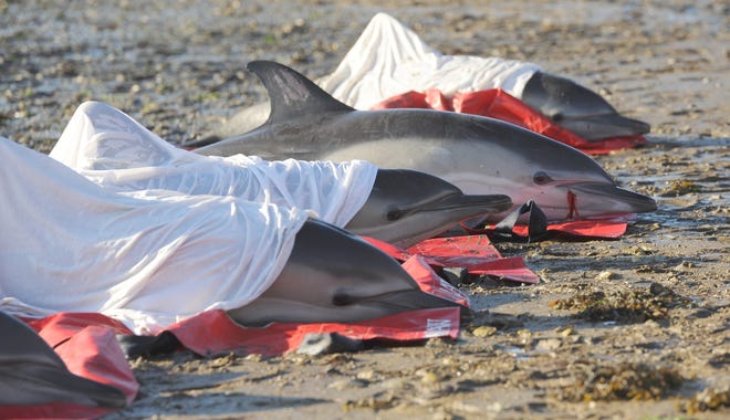 Dolphins are covered with wet sheets to help keep them moist and comfortable during an October mass stranding in Wellfleet. Researchers are studying the "signature" whistles of dolphins to try to prevent such events. [Merrily Cassidy/Cape Cod Times file]