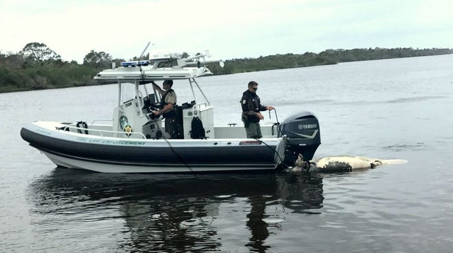 State wildlife officers collect the body of a manatee from the Halifax River. [photo provided by Richard Hanten]