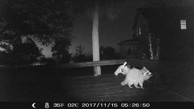 Trail cameras revealed that raccoons had been stealing lightbulbs out of fixtures on Robbie Fehrenbach's porch for weeks. [CONTRIBUTED PHOTO]