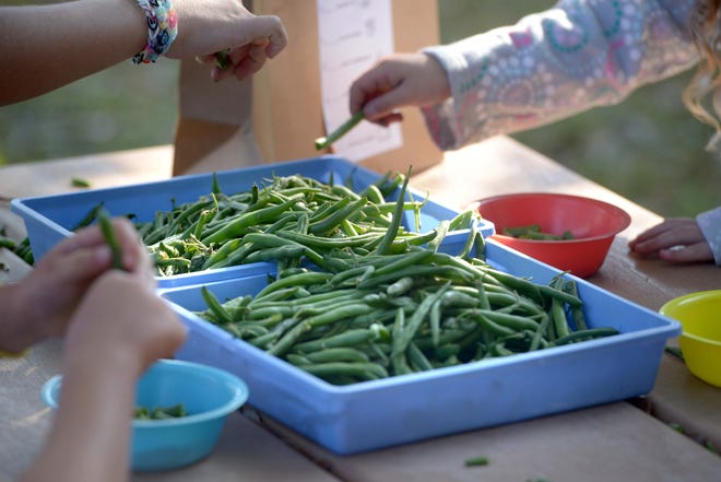 Students were asked to clip a bowl full of green beans during Pilgrim Chore Day at the school. [NICK TOMECEK/THE LOG]