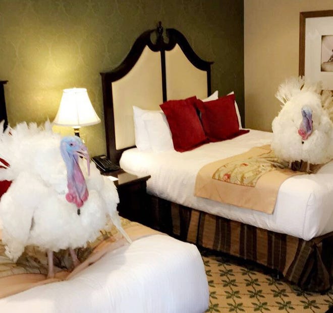 In this photo released by The White House, Monday, Nov. 20, 2017, two turkeys set to be pardoned by President Donald Trump are shown in a Washington hotel, Sunday Nov. 19, 2017. President Trump will pardon them on Tuesday. (White House Photo by Hannah MacInnis via AP)