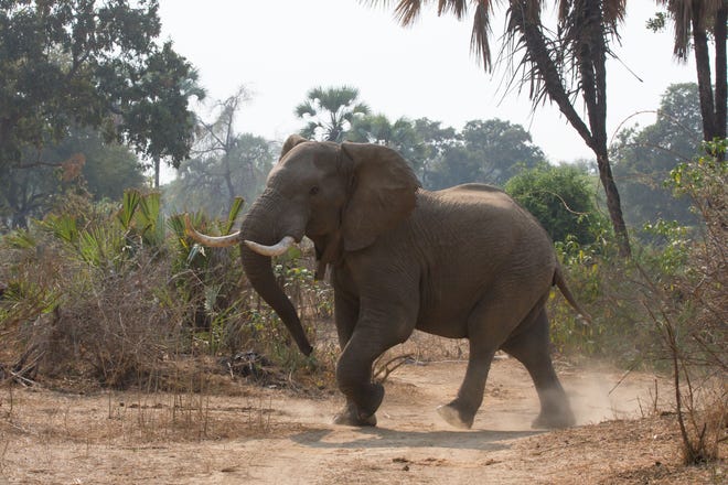 An elephant is seen in September 2015 in the Gonarezhou National Park, southeast Zimbabwe. The second largest national park in the country, it forms part of one of the world's largest conservation areas — the Greater Limpopo Transfrontier Park, with the Kruger National Park of South Africa to the south and the Limpopo National Park of Mozambique to the southeast. Gonarezhou, which is translated as "the place of elephants" in local Shona language, also has one of the world's highest elephant population densities. [Xu Lingui/Xinhua/Sipa USA/TNS]