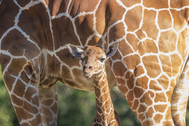 A female giraffe calf was born Friday afternoon at the Jacksonville Zoo and Gardens, in view of visitors at the zoo’s Giraffe Overlook. This is the second giraffe calf to be born at the Jacksonville Zoo this week. (Photo by John P. Reed)