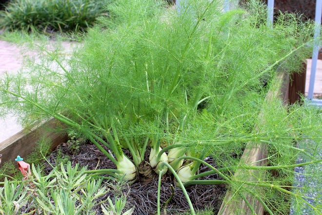 Fennel is an easy-to-grow herb in both traditional vegetable gardens and in the landscape. Both the leaves and bulb can be used to flavor winter soups and roasts. [Submitted]