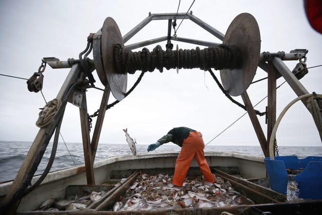 FILE - In this April 23, 2016 file photo, David Goethel sorts cod and haddock while fishing aboard his trawler off the coast of New Hampshire. The federal government is close to enacting new rules about New England ocean habitat that could mean changes for the way it manages the marine environment and fisheries. The new rules would affect the way species such as cod, haddock, flounder, scallops and clams are harvested. The National Marine Fisheries Service is taking comments on the proposal through Dec. 5, 2017. [AP Photo/Robert F. Bukaty]