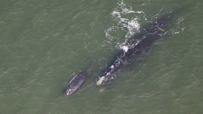Right whale #4040, nicknamed Chiminea, was sighted by a Sea to Shore Alliance aerial survey team traveling north near Folly Beach, S.C., in December 2016. Only 3 days prior the same whale was seen swimming south near Jacksonville, Fla., more than 175 miles away. 4040 was first sighted in 2010 and is probably a juvenile. The white scars on its peduncle and flukes were caused by a fishing gear entanglement in 2011. (Photo taken by Sea to Shore Alliance under NOAA permit #15488-02)