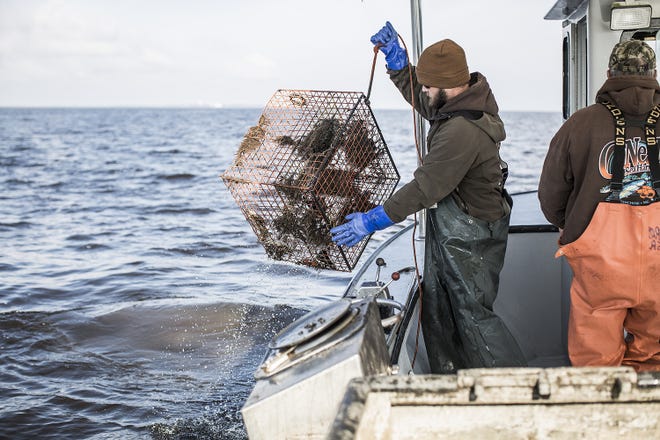 J.T. Outland hauls in a crab pot. He is a mate on the boat with his grandfather, Captain Troy Outland, also pictured. Commercial watermen þÄãare hired each year to help clean lost crab pots from the sounds. The pots can be hazardous to people and marine life. [Courtesy of Chris Hannant Photography]