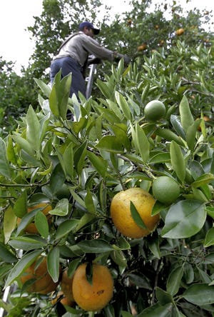 A worker climbs a ladder to pick ripe Valencia oranges in Arcadia. The Florida Fruit & Vegetable Association says if E-Verify is put in place, the agriculture industry would suffer a short-term labor shortage that would result in lost and unharvested crops.

[AP FILE PHOTO]
