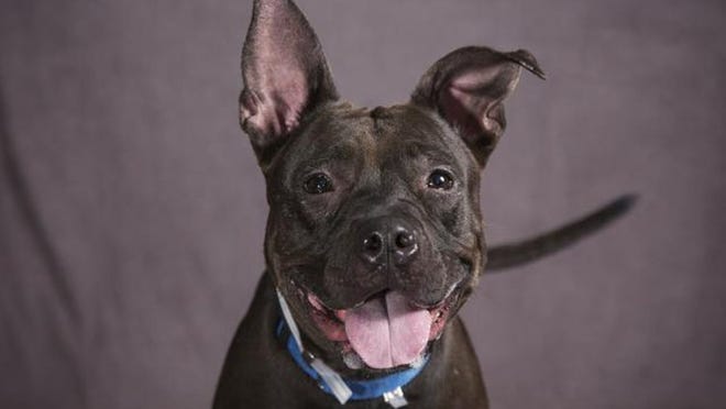 Tulip is a 2-year-old, spayed female, mixed-breed dog who weighs 45 pounds. Contributed