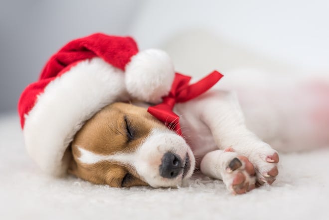 A puppy that is offered as a gift during the holidays shouldn't come as a complete surprise. [ISTOCK]