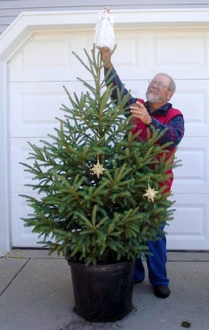 Living, container-grown Christmas tree.