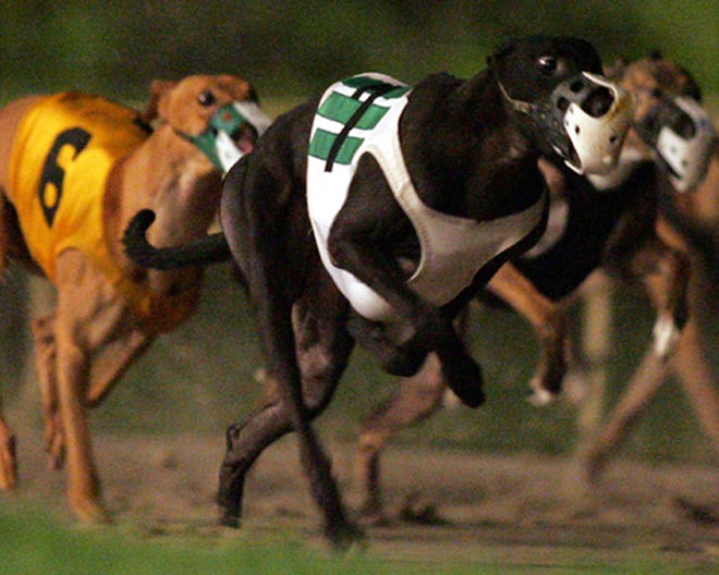 Greyhounds race at Ebro Greyhound Park and Poker Room. A proposal to ban dog racing in Florida passed a committee of the Constitution Revision Commission on Thursday. [NEWS HERALD FILE PHOTO]