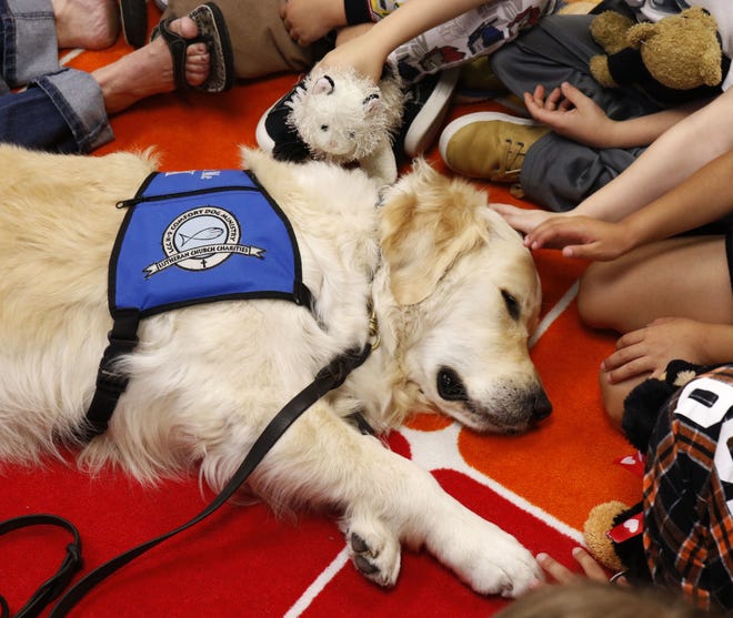 In this Friday, Nov. 17, 2017 photo, McCall Elementary School kindergarten students huddle around Pax, a Comfort Dog on reading day in Willow Park, Texas. Pax is a trained LCC K-9 Comfort Dog at St. Paul Lutheran Church in Fort Worth and The Summit in Aledo, Texas. He interacts with people at schools, nursing homes, and hospitals and in disaster response situations. (David Woo/The Dallas Morning News via AP)