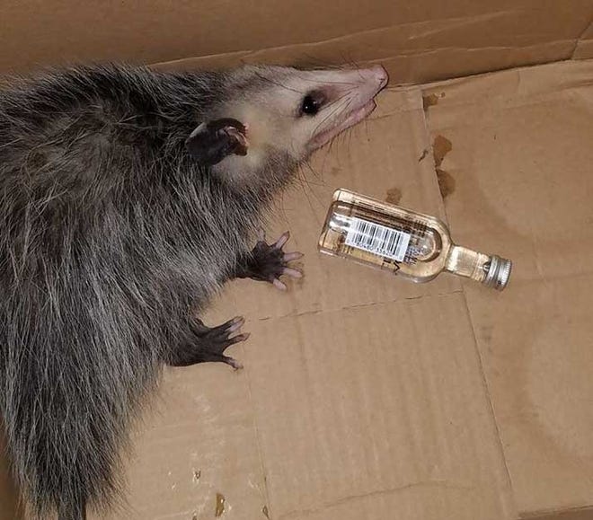 A female juvenile opossum broke into Cash's Liquor Store in Fort Walton Beach last week and helped itself to a bottle of bourbon, according to store owner Cash Moore. The opossum sobered up at Emerlad Coast Wildlife Refuge before being released. [CONTRIBUTED PHOTO]