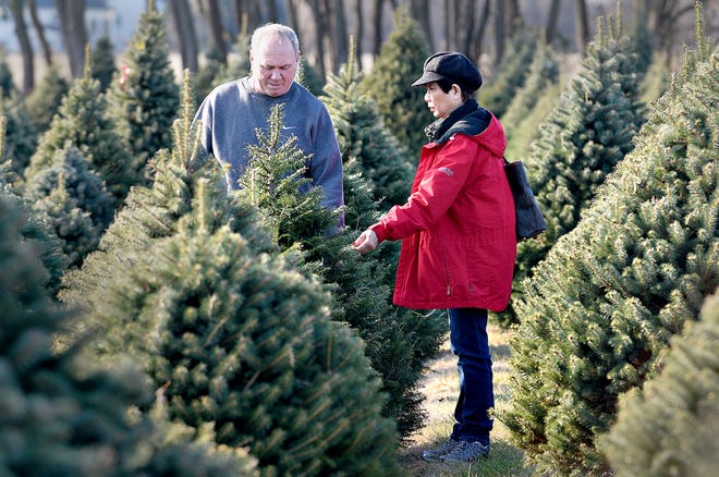 Brad Frey, left, and Noi Block, of Middletown, look for a Christmas tree for their home at Colavita Christmas Tree Farm in Lower Makefield on Wednesday, Nov. 29, 2017. [KIM WEIMER / STAFF PHOTOJOURNALIST]