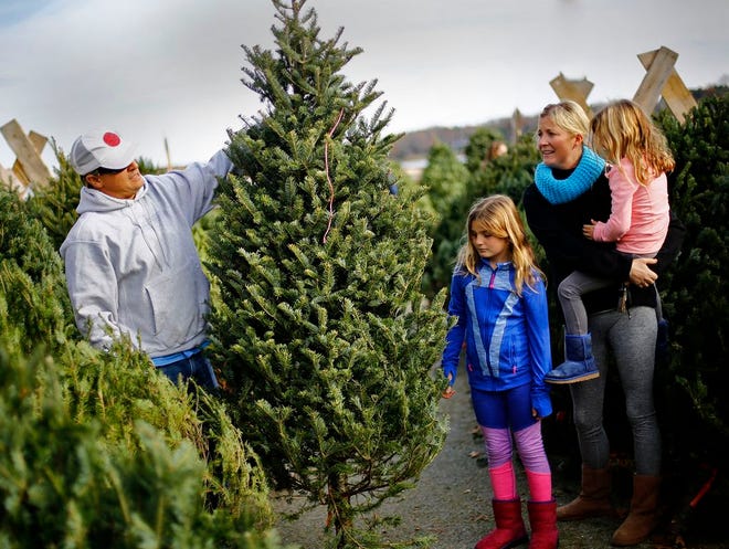 Peter Trojano shows his wife Allison and daughter Claire, 8, and Cassie, 5, a tree for their approval.