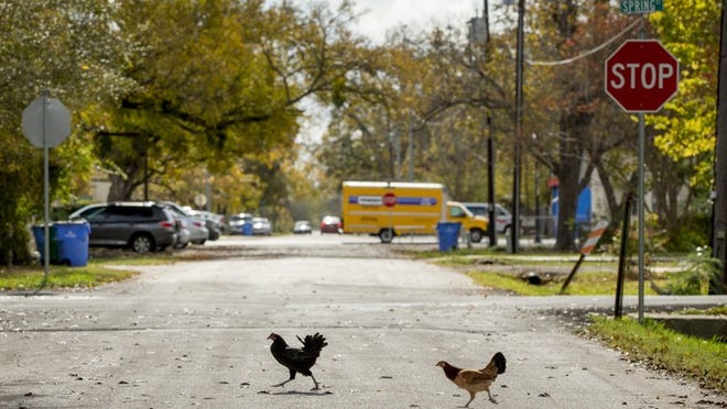 Los gallos cruzan la calle Jefferson cerca del santuario para gallinas de la calle Farm Street el lunes 4 de diciembre. JAY JANNER / AMERICAN-STATESMAN