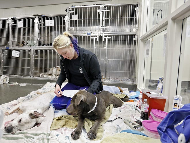 The Franklin County shelter is one of the state's busiest, taking in more than 10,000 dogs a year. [Barbara J. Perenic/Dispatch file photo]