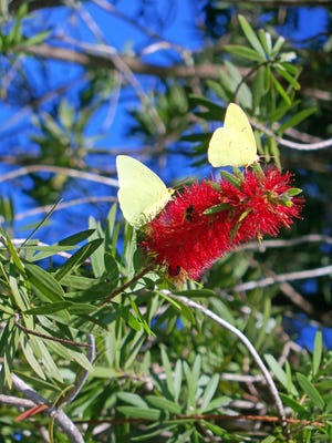 Jean Tanner/Special to JCST The cooler weather has a swarm of small yellow butterflies filling on the nectar of Jean Tanner's Bottlebrush blooms.