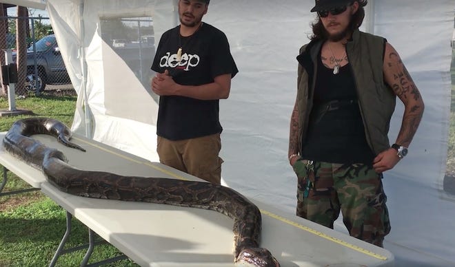 A python taken in the Big Cypress National Preserve on Friday measured just over 17 feet long and weighed 132 pounds. [Image from video by South Florida WMD via Facebook]