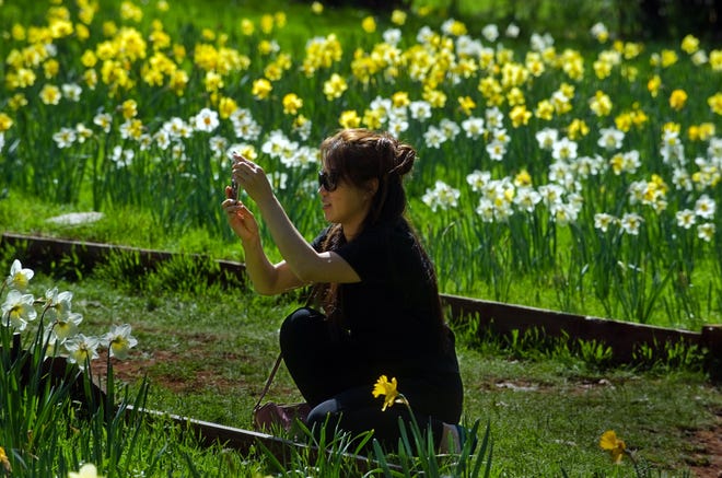 Min Le of Folsom takes pictures of daffodils on the opening day of Daffodil Hill near the Mother Lode town of Volcano in Amador County. [CLIFFORD OTO/RECORD FILE 2017]