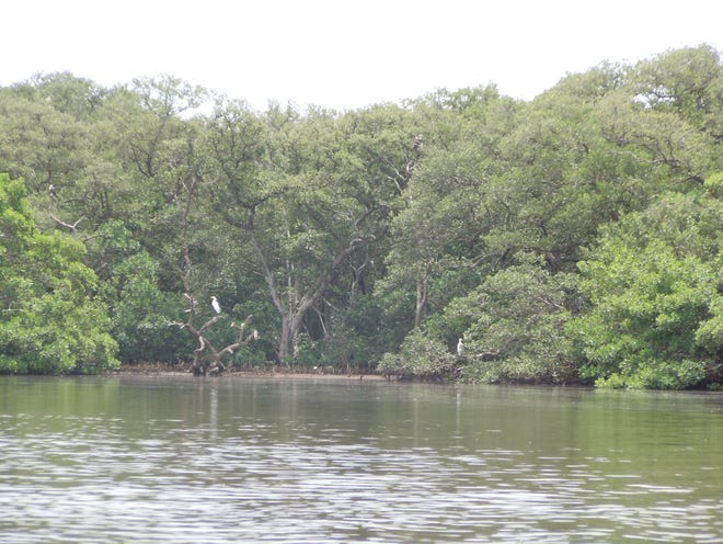 Mangrove forests and seagrass flats along Long Bar Pointe are home to a variety of birds, fish and other wildlife. [HERALD-TRIBUNE ARCHIVE / ELIZABETH JOHNSON]