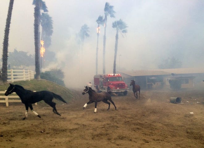 Terrified horses gallop from San Luis Rey Downs as the Lilac Fire sweeps through the horse-training facility in San Diego.