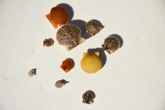 Bay scallops are the focus of restoration efforts in St. Joseph Bay. [SPECIAL TO THE STAR]