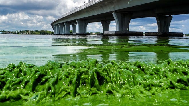 Water full of algae laps along the Sewall’s Point shore on the St. Lucie River under an Ocean Boulevard bridge on June 27, 2016. (Richard Graulich / Palm Beach Post File Photo)