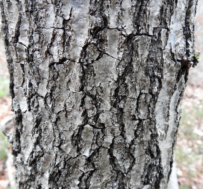 An older red oak tree like the one in the photo has deeper and wider grooves in its bark than a younger red oak. [Photo by Susan Pike]