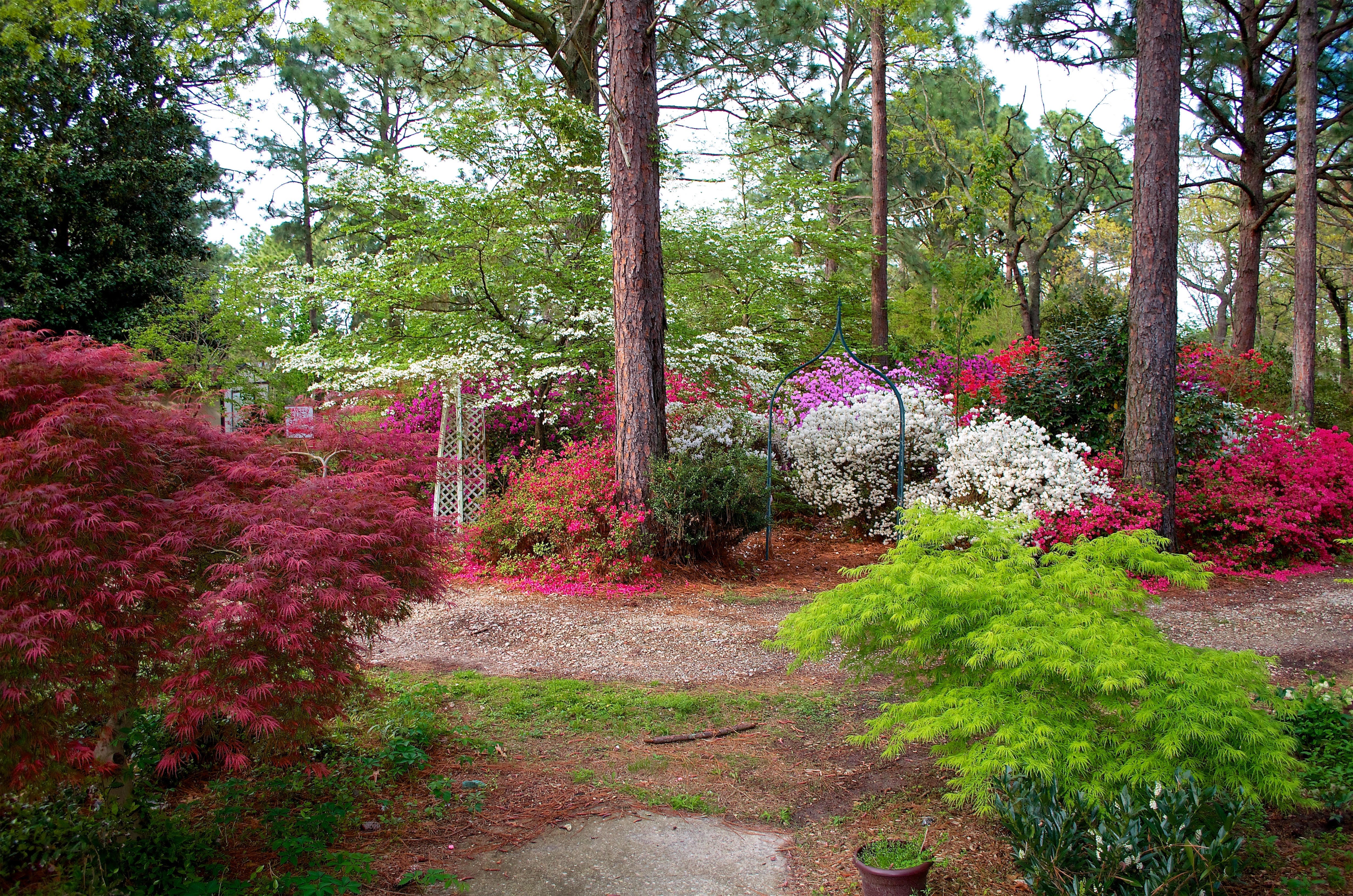 Here's how to give your azaleas a nudge