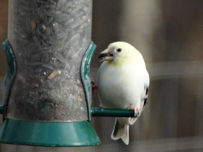 Gregg Wilder submitted this photo of a rare leucistic goldfinch at Wilder's Strafford feeder.
