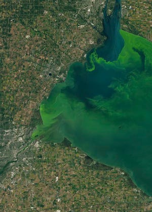 This Sept. 26, 2017 satellite image made available by NASA shows Toledo, Ohio in the lower left corner with a large phytoplankton bloom in western Lake Erie. According to the National Oceanic and Atmospheric Administration, the bloom contains microcystis, a type of freshwater cyanobacteria. These phytoplankton produce toxins that can contaminate drinking water and pose a risk to human and animal health when there is direct contact. This natural-color image was captured by the Operational Land Imager (OLI) on the Landsat 8 satellite. (NASA via AP)