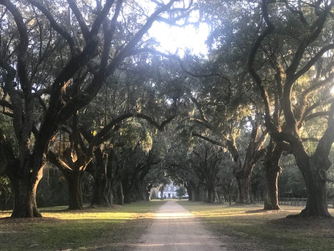 Live oak trees line the entrance to the Oakland Plantation, north of Charleston. [Photo by Rick Holmes]