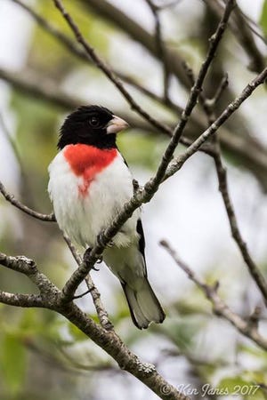 The Kennebunk Land Trust is hosting a naturalist walk on Saturday, December 16. Participants could see this rose-breasted grosbeak along the way.

[Ken Janes photo]