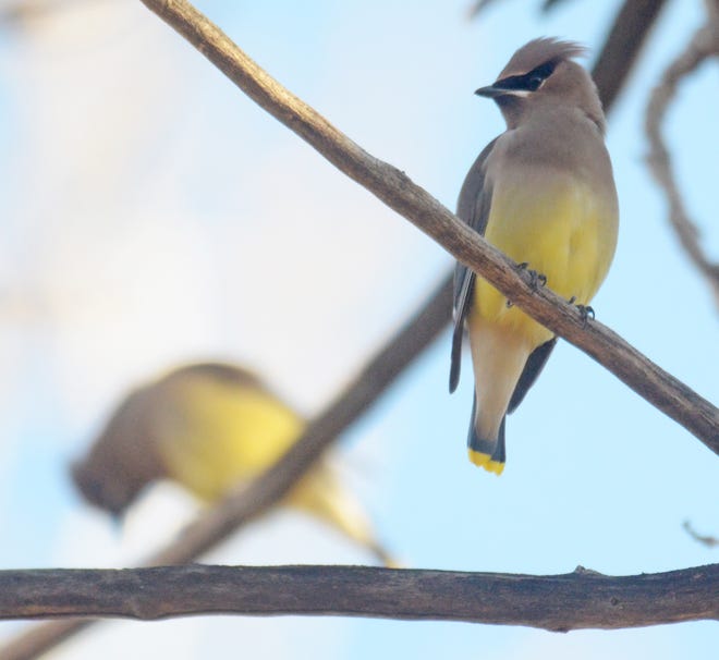 A pair of cedar waxwings perch on a tree at Lakewood Park during the Smoky Hill Audubon Society annual Christmas Bird Count on Saturday. [AARON ANDERS/SALINA JOURNAL]
