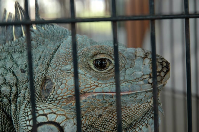The Florida Fish and Wildlife Conservation Commission has hired a trapper to try and control the iguana population on public land in the Florida Keys. [Tim Donovan/FWC]