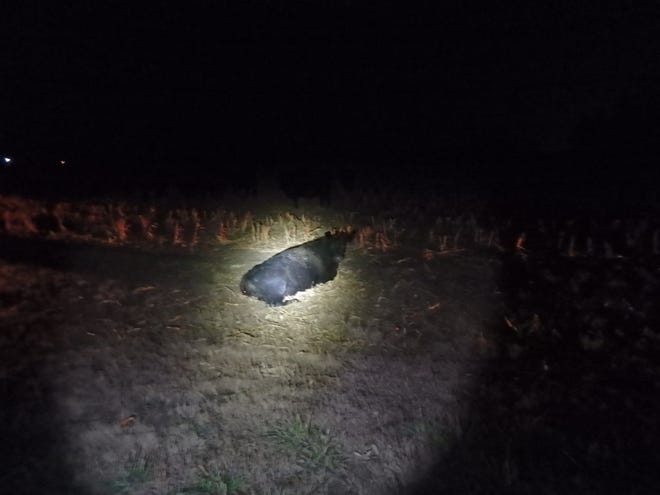 A cow that was hit by a car seen in the beam of a Saline County deputy's flashlight Monday night. [COURTESY PHOTO / Saline County Sheriff's Office]