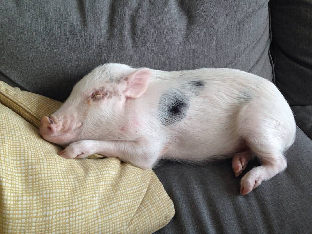 Pet or livestock? Neighborhood says family's pig has to go Pet or livestock? Neighborhood says family's pig has to go