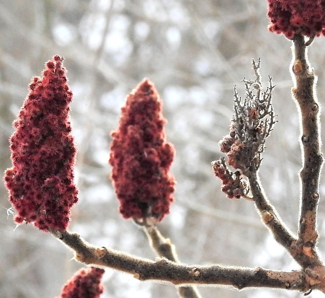 A close up of the berries that are borne on a dense spike that often lasts through winter and provides food that can be the difference between life and death during harsh winters.

[Sue Pike photo]