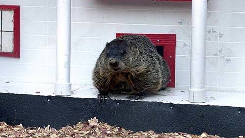 Georgia private zoo closes; home of Groundhog Day forecaster