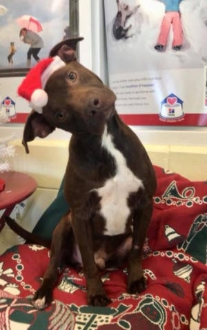 The Ionia County Animal Shelter has seen an uptick in donations during the 2017 holiday season. [Photo courtesy of the Ionia County Animal Shelter]