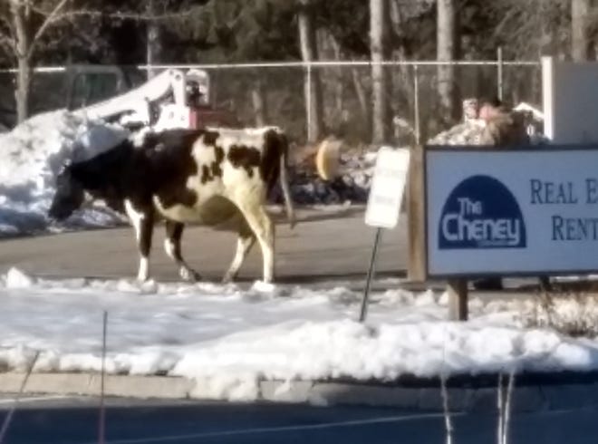 The Cheney rental office had an unusual visitor Wednesday. [Courtesy Cristina Purdum]