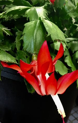 Norman Winter/TNS The Christmas cactus is native to the rainforests of Brazil.