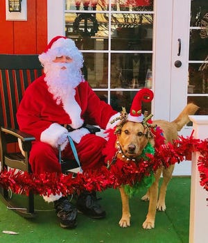 Bella Moose, a certified therapy dog with Love on a Leash and volunteer with CarolinaEast Medical Center Thera-Paws, is pictured posing with Santa Claus in front of the Santa House in downtown New Bern. [CONTRIBUTED PHOTO]